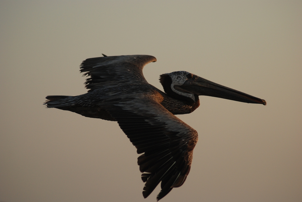 Pelican flying near our balcony